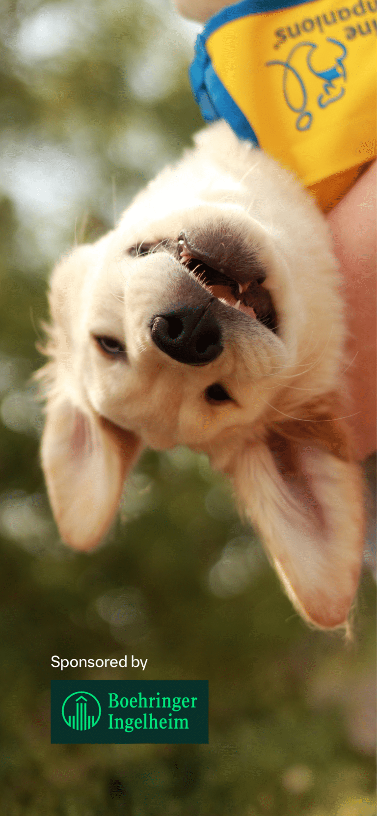 Upside-down smiling golden retriever puppy in a yellow-and-blue bandana with 'Sponsored by Boehringer Ingelheim' logo.