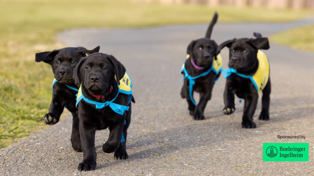 Four black Labrador puppies wearing yellow training vests with blue trim running toward the camera on a paved path.