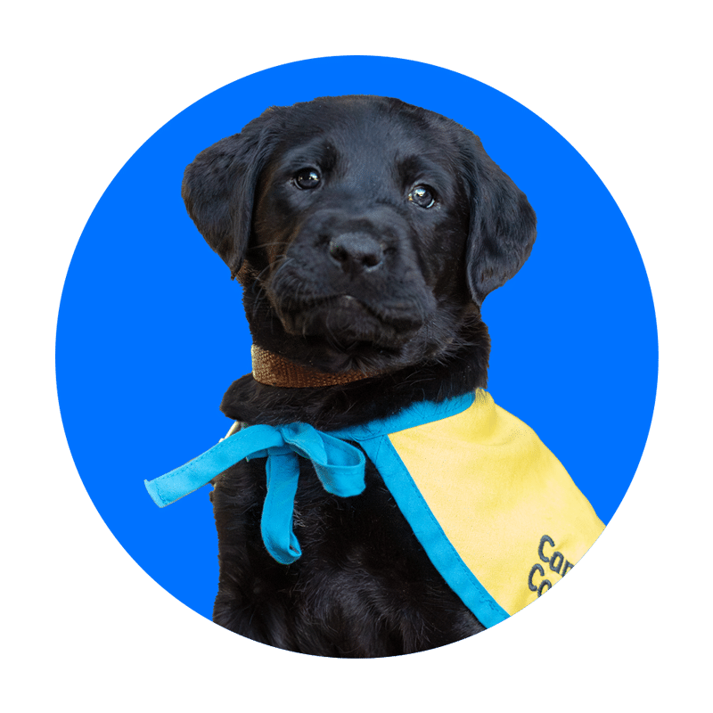Black Labrador puppy wearing a yellow and blue service-dog vest and brown collar, looking slightly upward against a blue background.