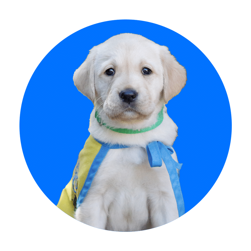 Yellow Labrador puppy wearing a blue-and-yellow service vest and green collar against a solid blue background