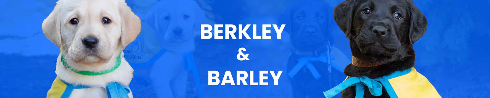 Two Labrador puppies, a yellow one on the left and a black one on the right, wearing blue-and-yellow training vests with text "BERKLEY & BARLEY" centered behind them.