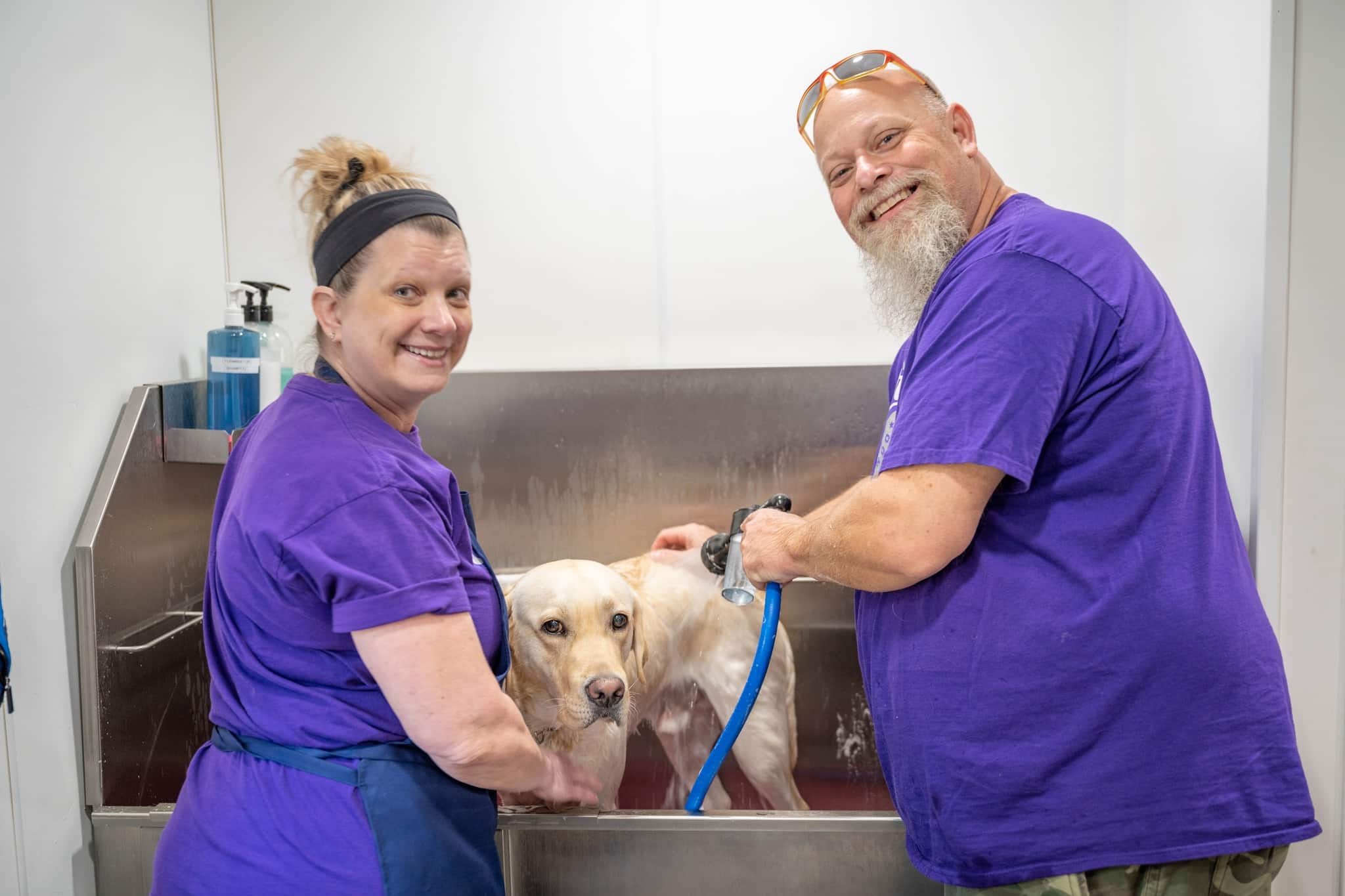 Two people in purple shirts wash a yellow Labrador in a stainless grooming tub while the man sprays the dog with a blue hose.