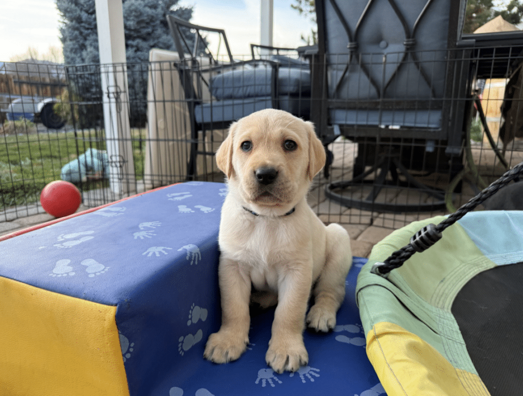 Yellow Labrador puppy sitting on blue play mat with paw prints inside a fenced patio play area, looking at camera.