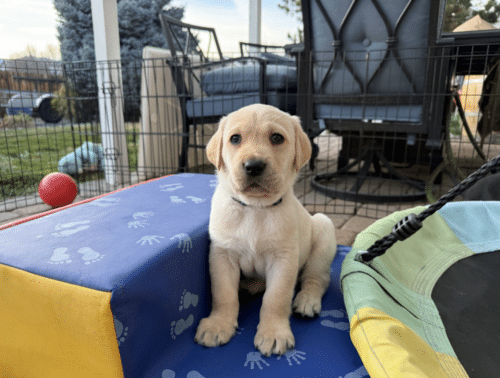 Yellow Labrador puppy sitting on blue play mat with paw prints inside a fenced patio play area, looking at camera.