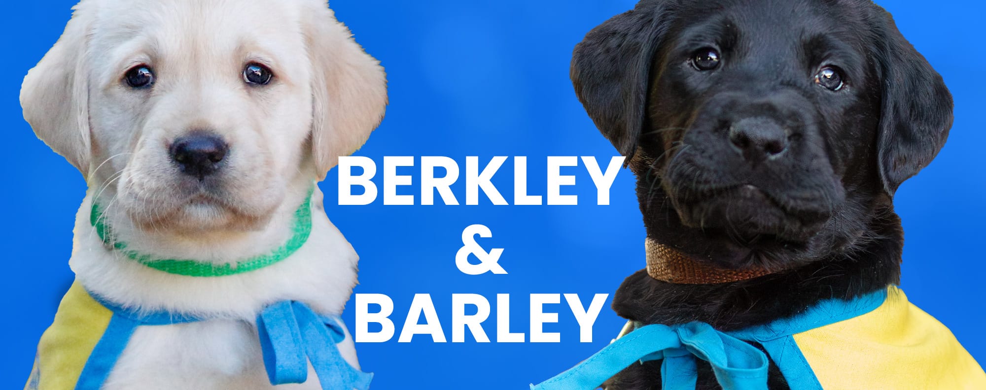 Two labrador puppies—one yellow with a green collar on left and one black with a brown collar on right—wear blue-and-yellow bandanas, text "Berkley & Barley" centered.