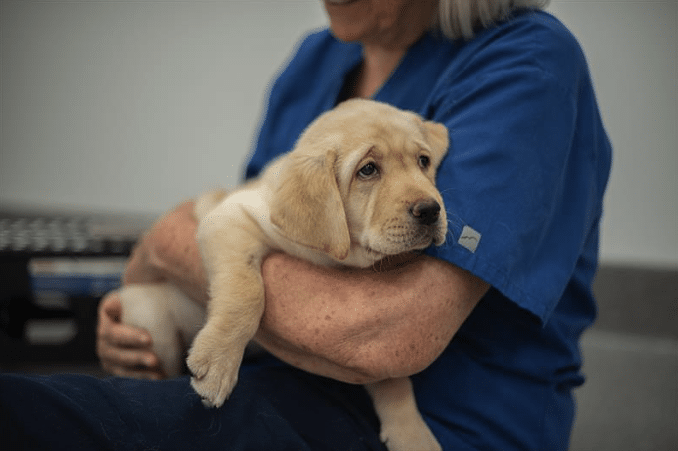 Yellow Labrador puppy resting in the arms of a person wearing a blue shirt, looking off to the side.