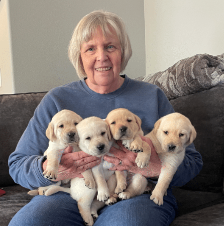 Older woman sitting on a couch smiling while holding four light-colored Labrador puppies in her lap, one puppy on each side and two centered.