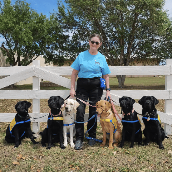 Woman wearing sunglasses and a blue shirt kneeling in front of a white fence with six Labrador retriever puppies on leashes, each wearing training vests.