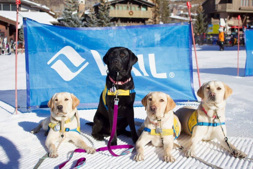 Four Labrador retrievers wearing yellow service vests sitting on snow in front of a blue banner, one black dog center.