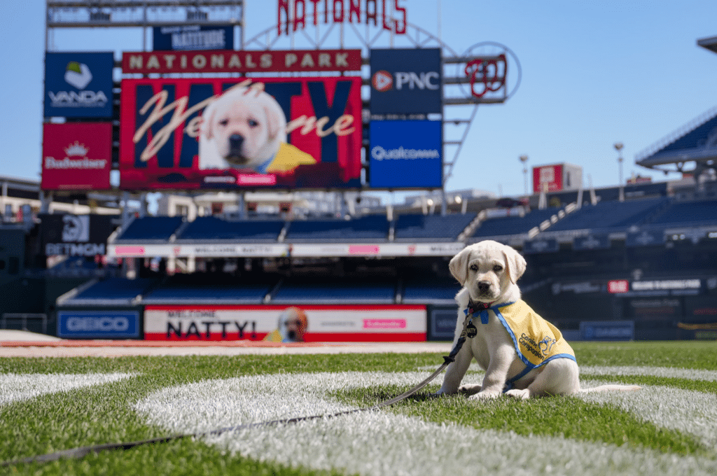 Yellow-vested Labrador puppy sitting on a baseball field near the foul line with a stadium scoreboard in the background