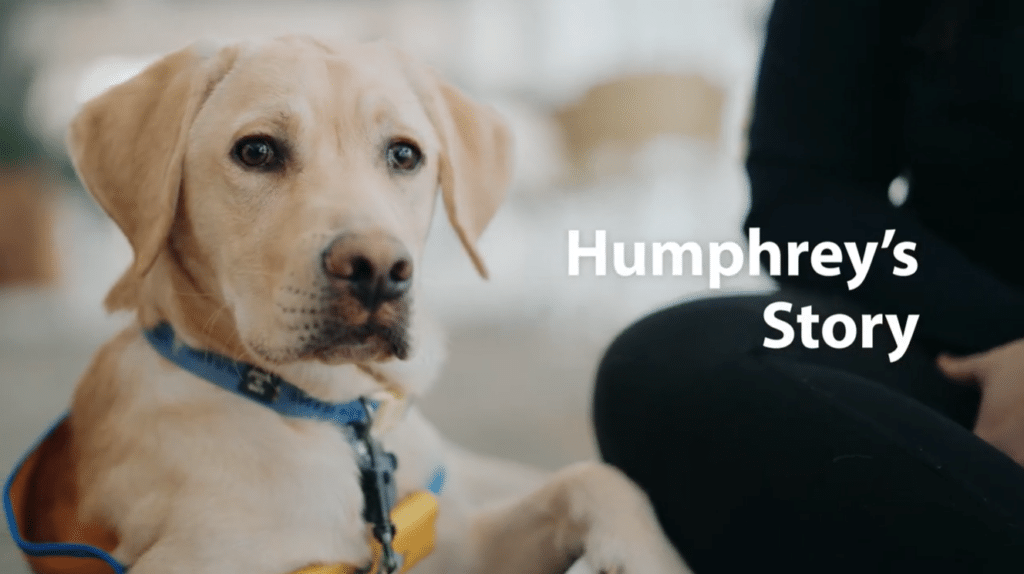 Yellow Labrador wearing a blue harness lying next to a person, white text overlay reading "Humphrey's Story"