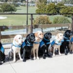 Seven Canine Companions dogs in blue service vests sit in a row on a patio overlooking a golf course