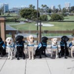 Eight Canine Companions service dogs in blue vests sit lined up on a terrace overlooking a golf course