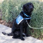 Black service dog in a blue vest sitting on a sidewalk beside shrubs