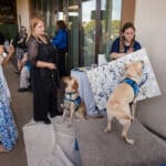 Two yellow-vested service dogs interact with guests at an outdoor Canine Companions event