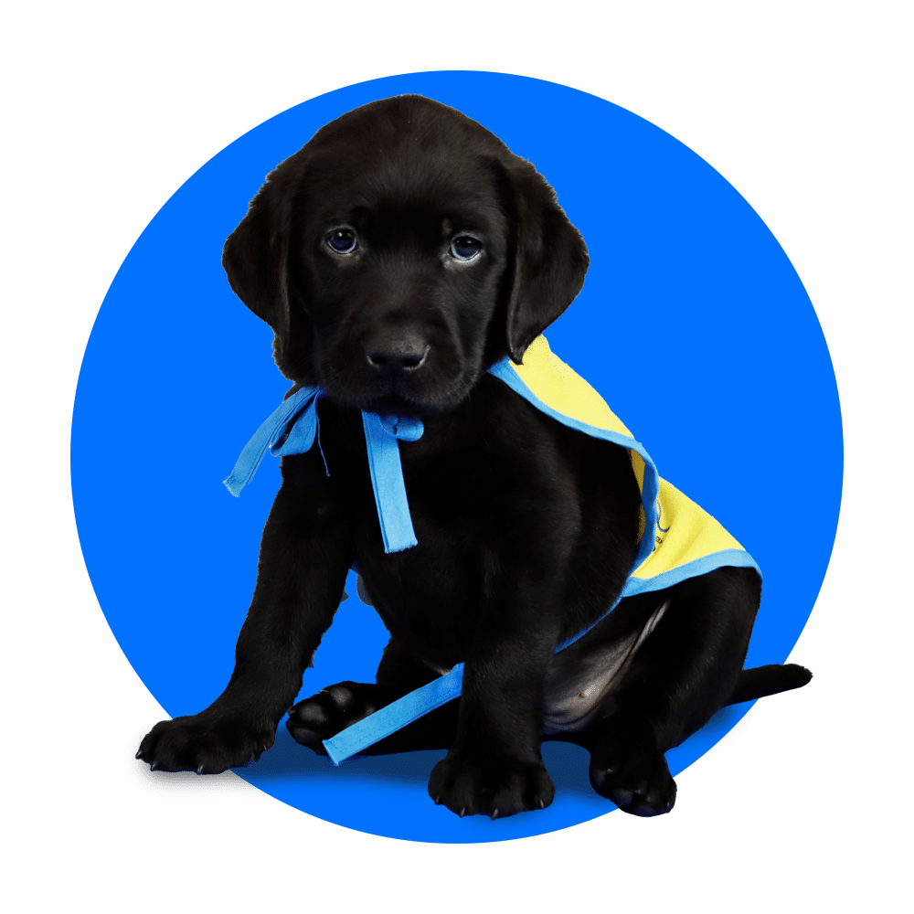 Black Labrador puppy in a yellow puppy vest on a blue background