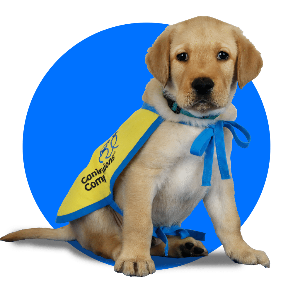 Yellow-vested Canine Companions puppy sitting on a blue background