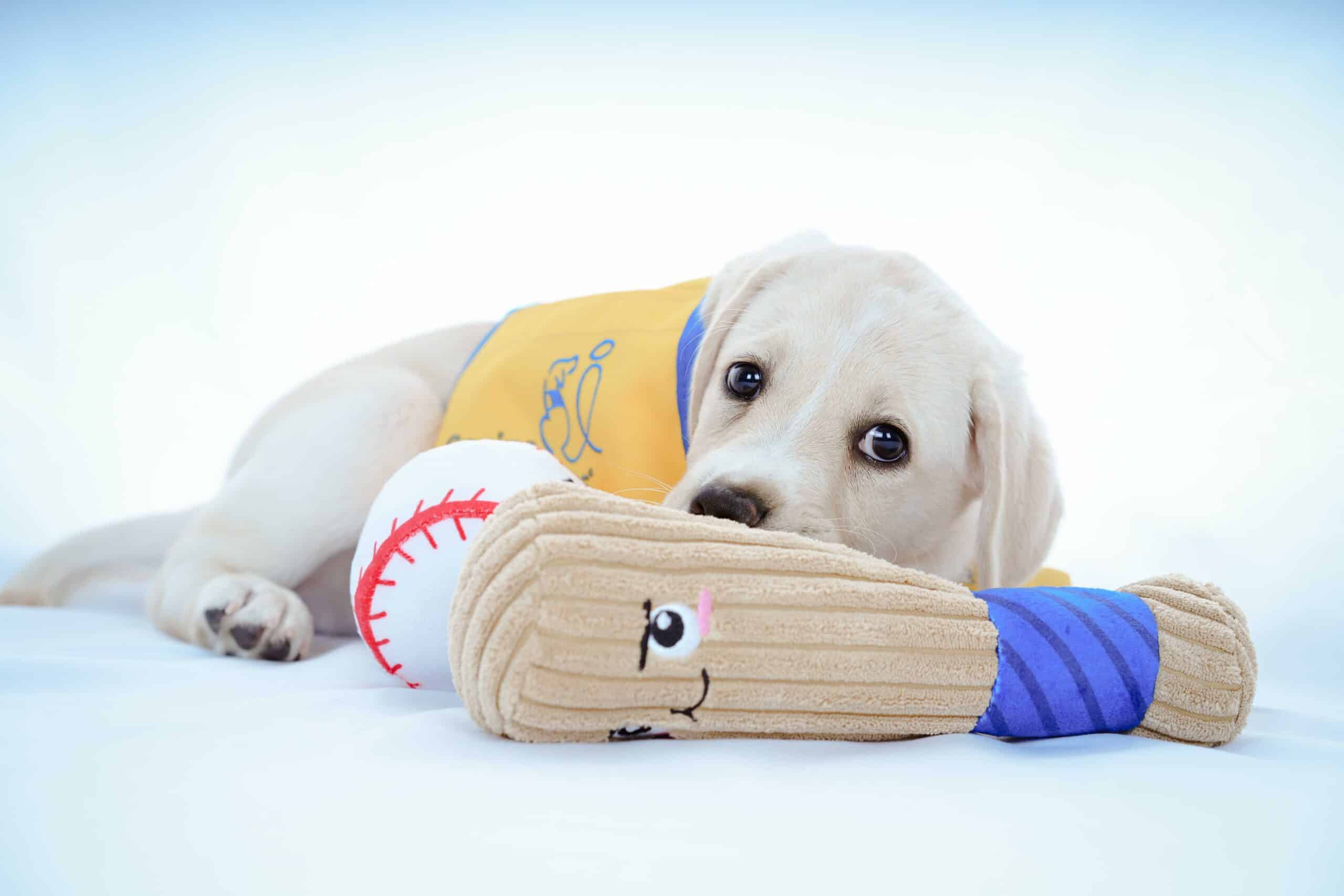 Yellow-vest puppy lying with a baseball and toy bat on a white background