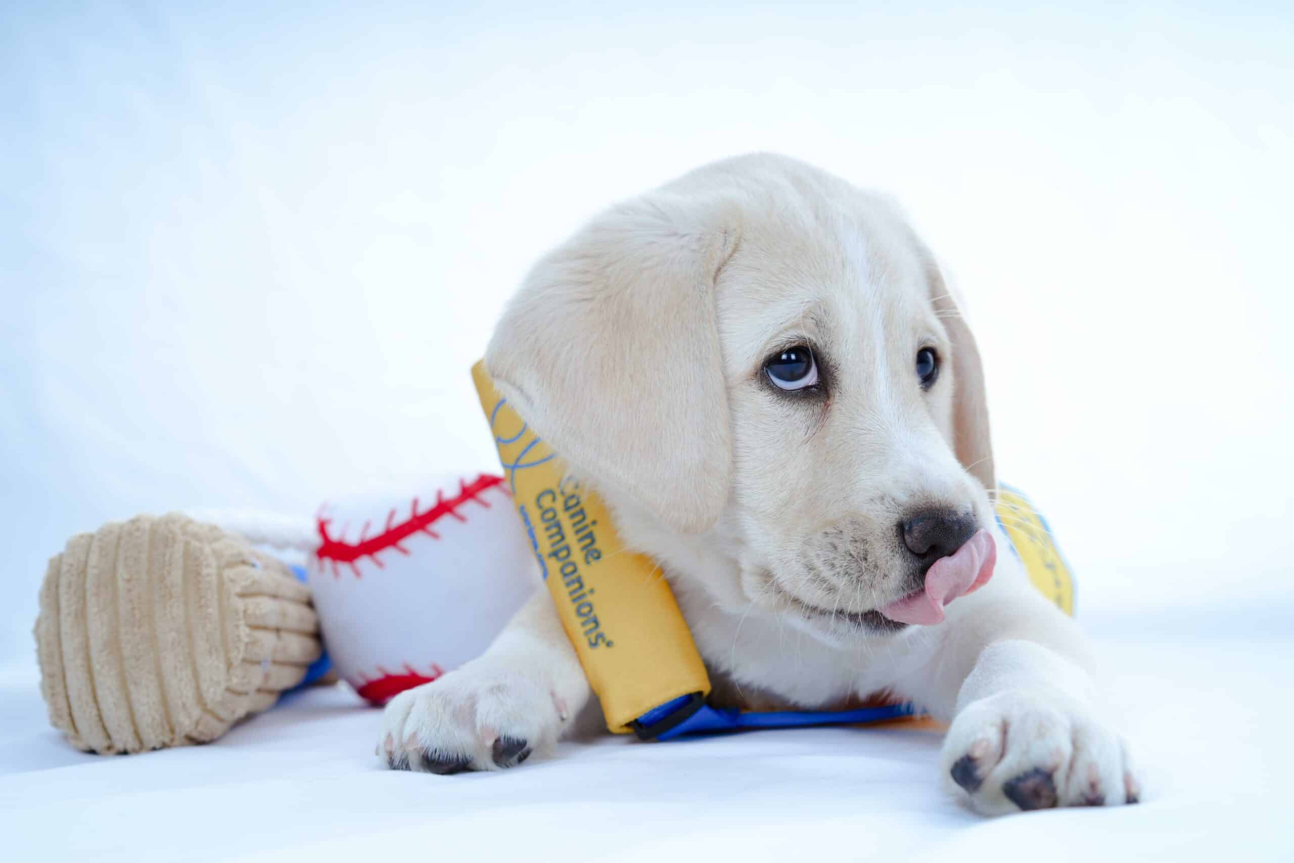 Yellow-vested Canine Companions puppy lying with a baseball plush toy and licking its nose