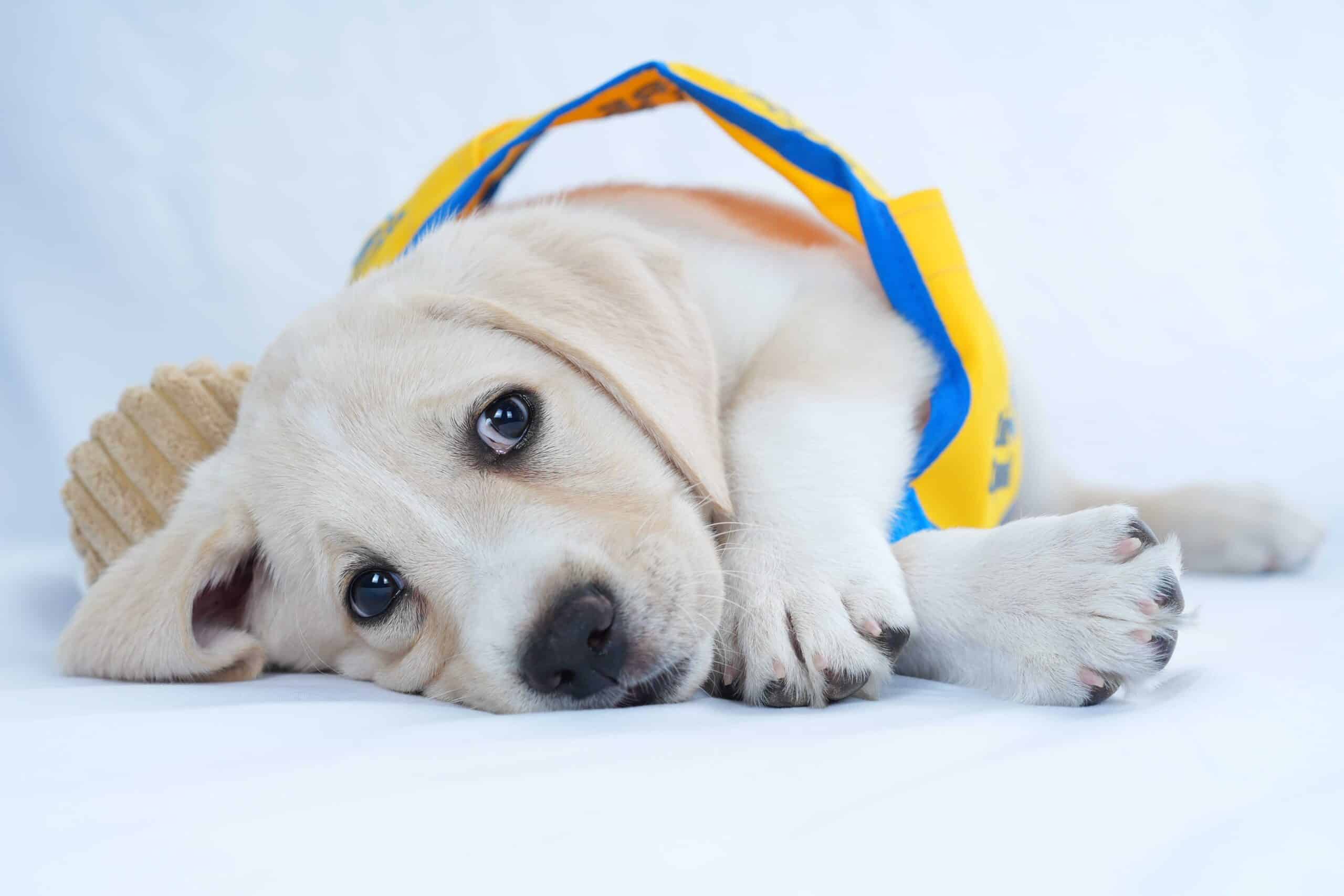 Yellow-vest puppy lying down, looking at the camera