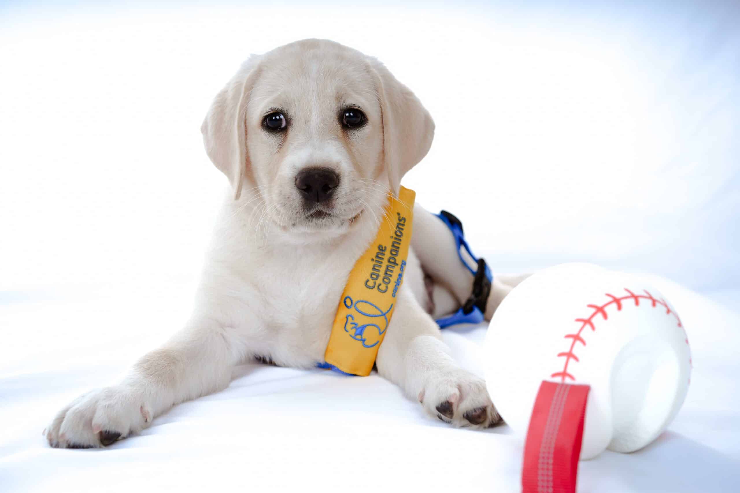 Yellow-vested Labrador puppy lying with a baseball toy