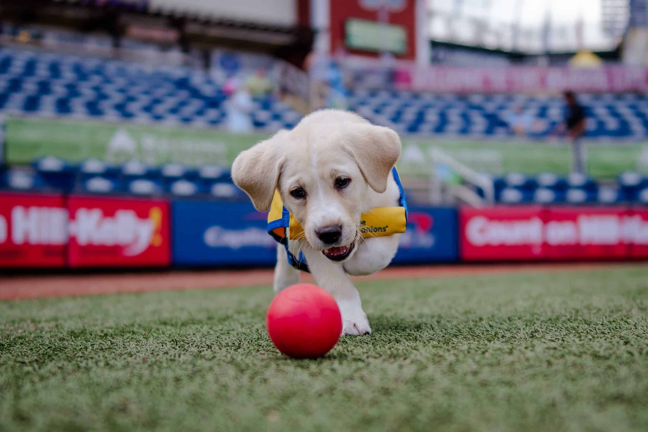 Yellow-vested puppy running after a red ball on a field at a stadium