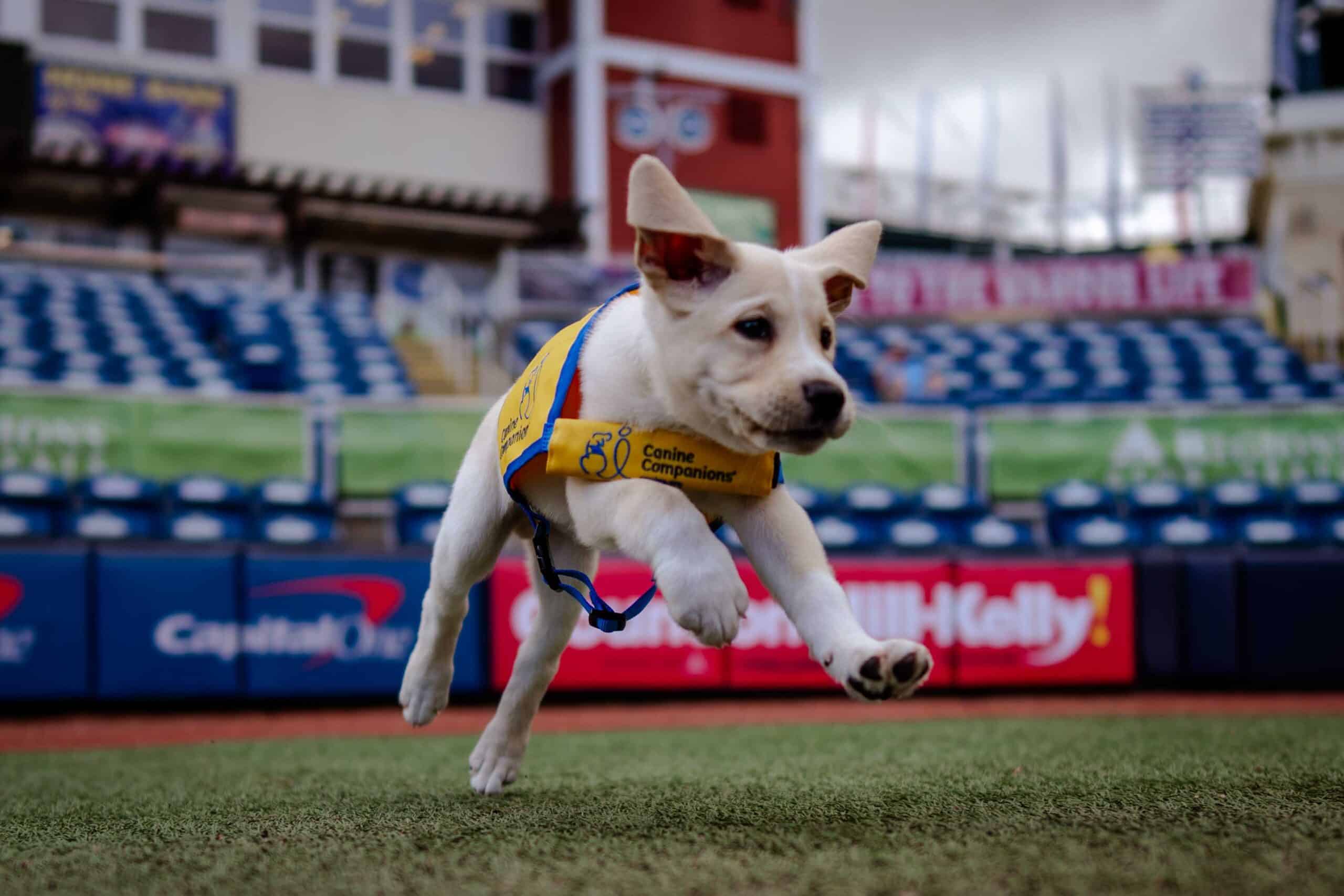 Puppy in a yellow Canine Companions vest midair on a stadium field