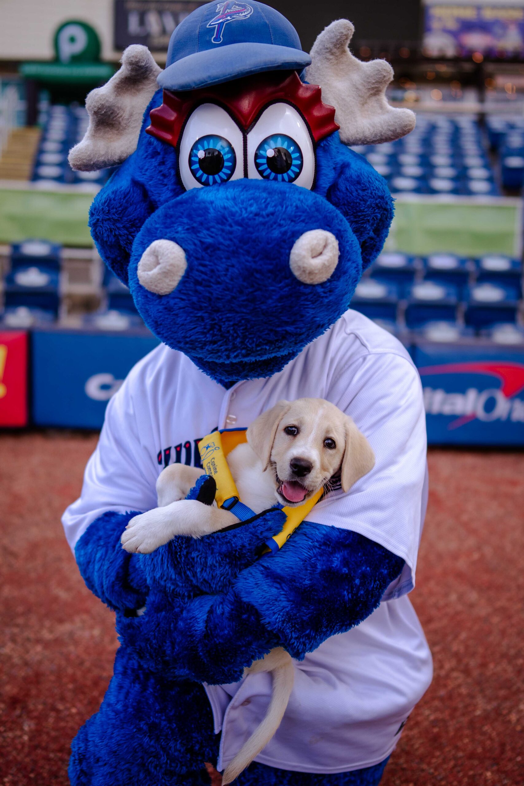 Blue moose mascot holding a puppy in a yellow vest at a baseball stadium