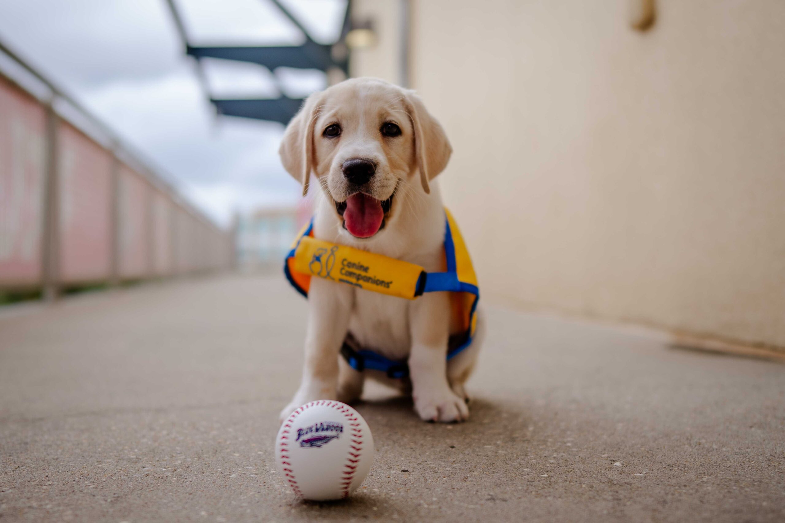Yellow-vest puppy smiling beside a baseball on a concrete path