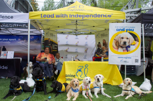 Service dogs are laying down on grass in front of a yellow pop-up tent branded with the Canine Companions logo in blue. A woman in a wheelchair is seated behind the dogs alongside a table.