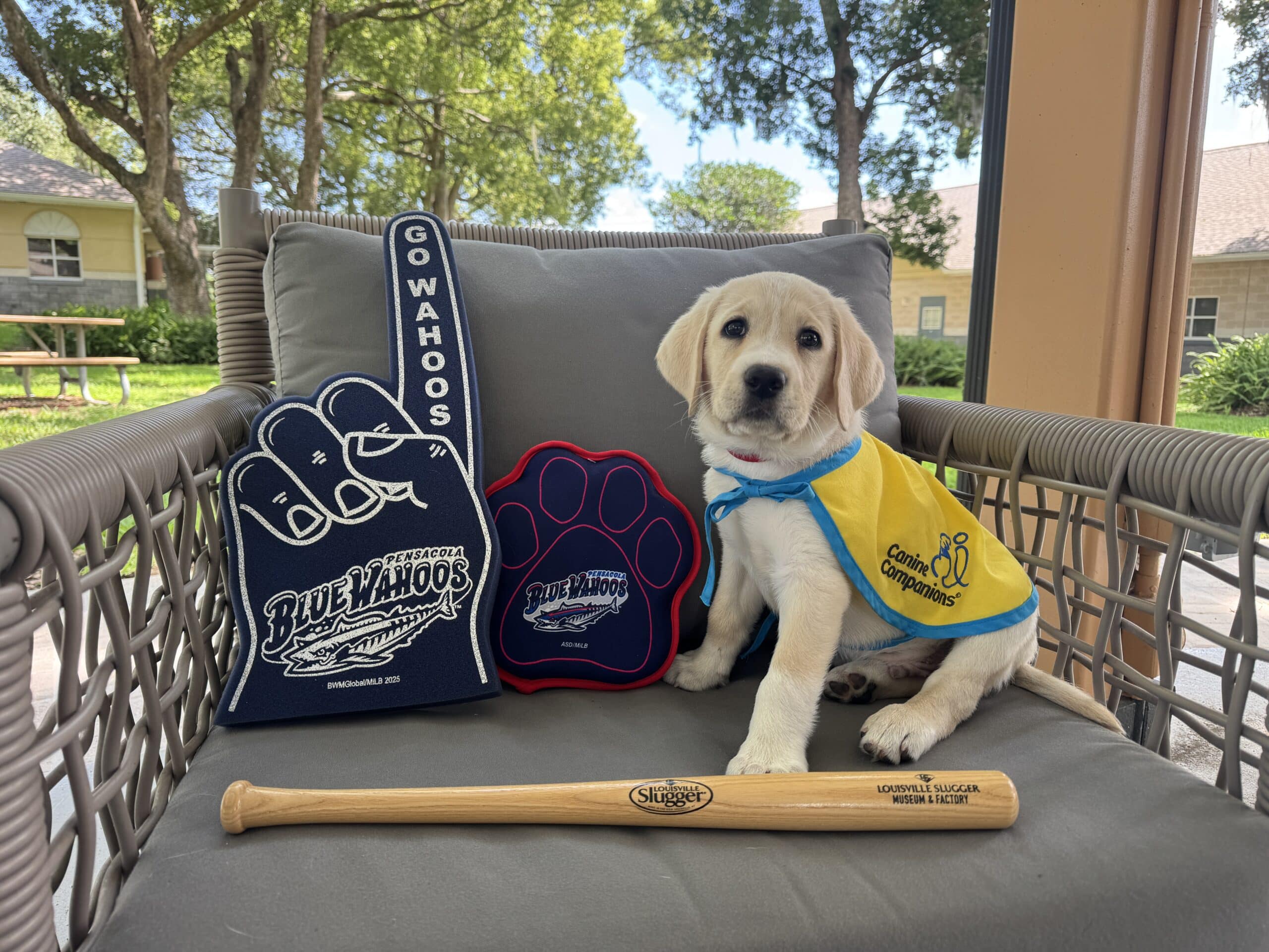 Yellow-vested puppy sits on a chair beside Blue Wahoos foam fingers and a baseball bat