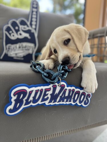 Yellow Labrador puppy chewing a blue chain on a Blue Pathways seat, with a blurred Canine Companions hand sign in the background