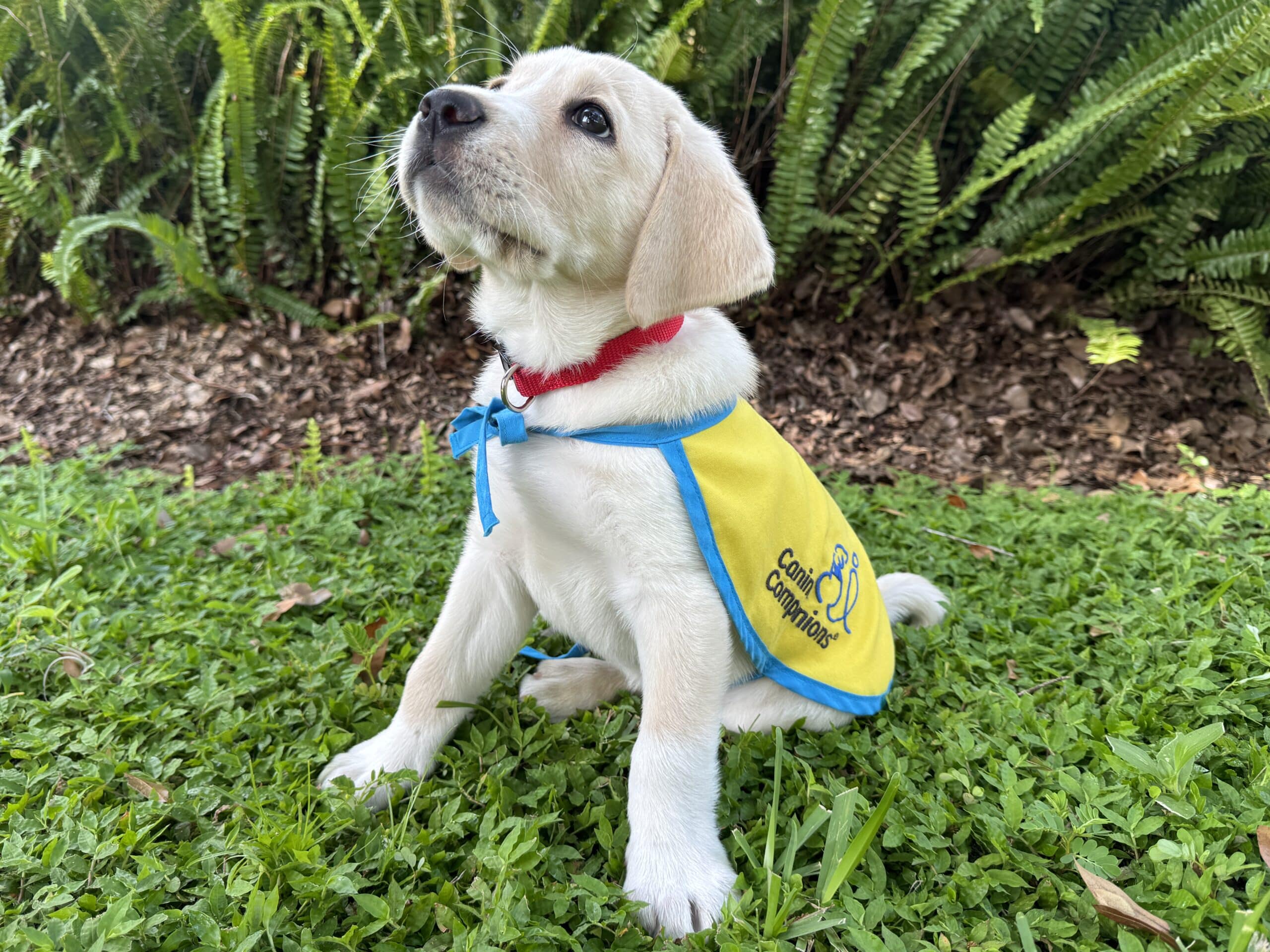 Yellow-vested Canine Companions puppy sitting on grass outdoors