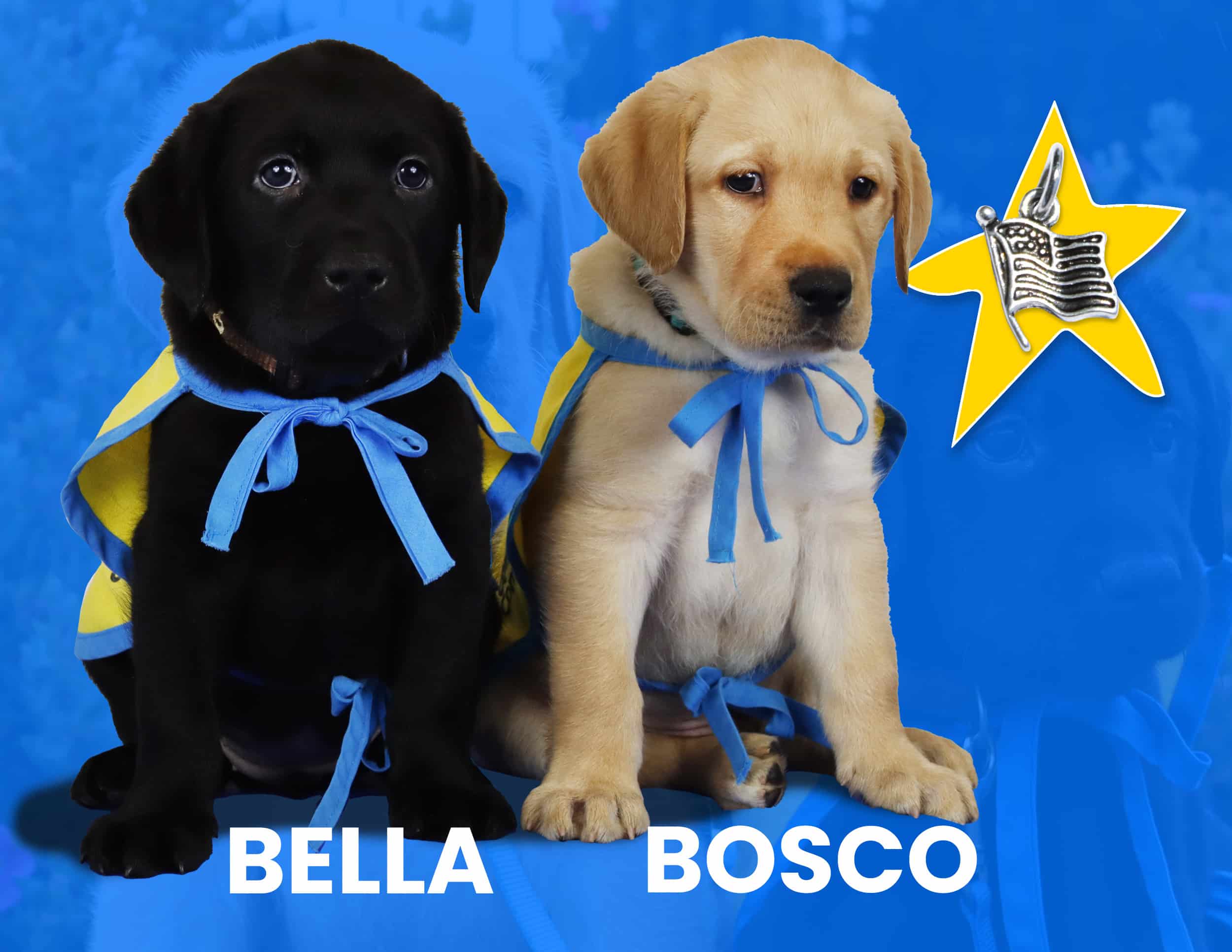 Two puppies in blue and yellow puppy vests, labeled Bella and Bosco, sit against a blue background