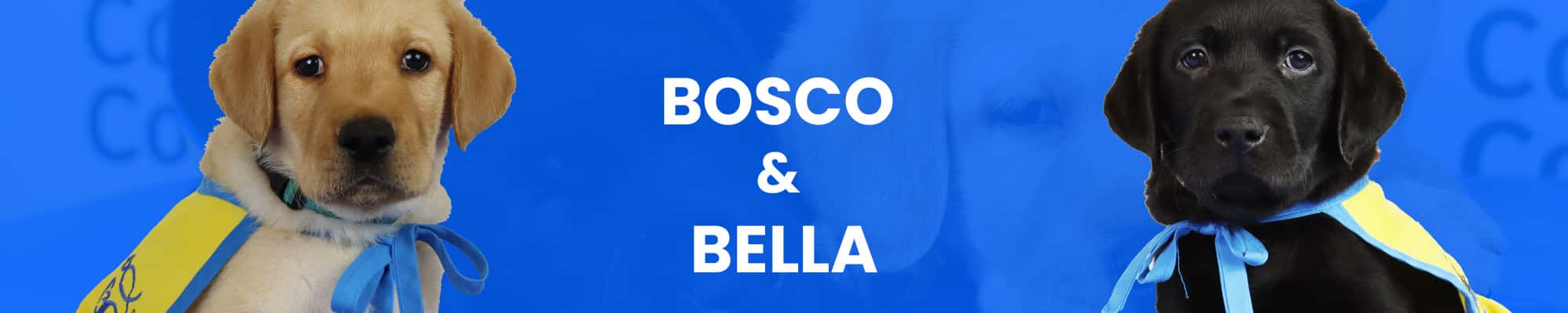 Two puppies in yellow vests on a blue background with the text Bosco & Bella