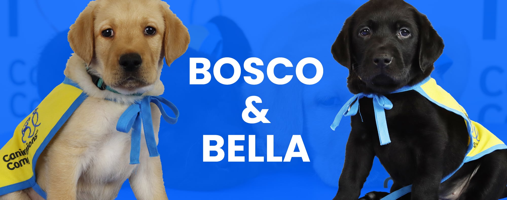 Two puppies in yellow puppy vests with the names Bosco and Bella on a blue background