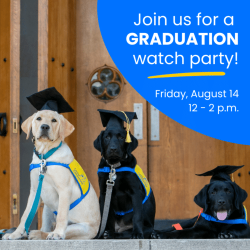 Three service dogs in graduation caps and vests sit outside a building beside a graduation watch party announcement