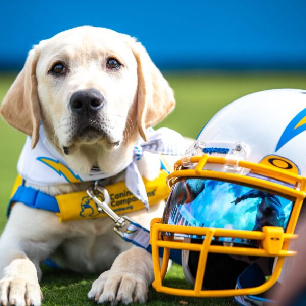 Yellow lab puppy sitting next to a LA Chargers football helmet
