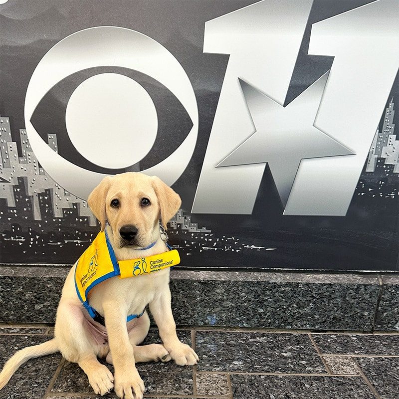 Yellow Labrador puppy wearing a yellow "Canine Companions" vest sitting in front of a large CBS 11 logo on tiled floor