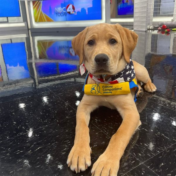 A yellow lab puppy in a yellow puppy vest and an american flag bandana laying down in a broadcast news room