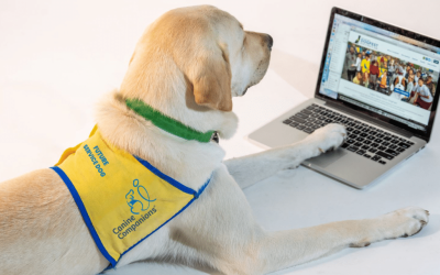 A yellow lab in a yellow puppy vest with the words FUTURE SERVICE DOG on it looks at a laptop screen with his paw on the keyboard
