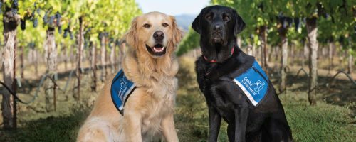 Two dogs in blue service vests sitting in a vineyard