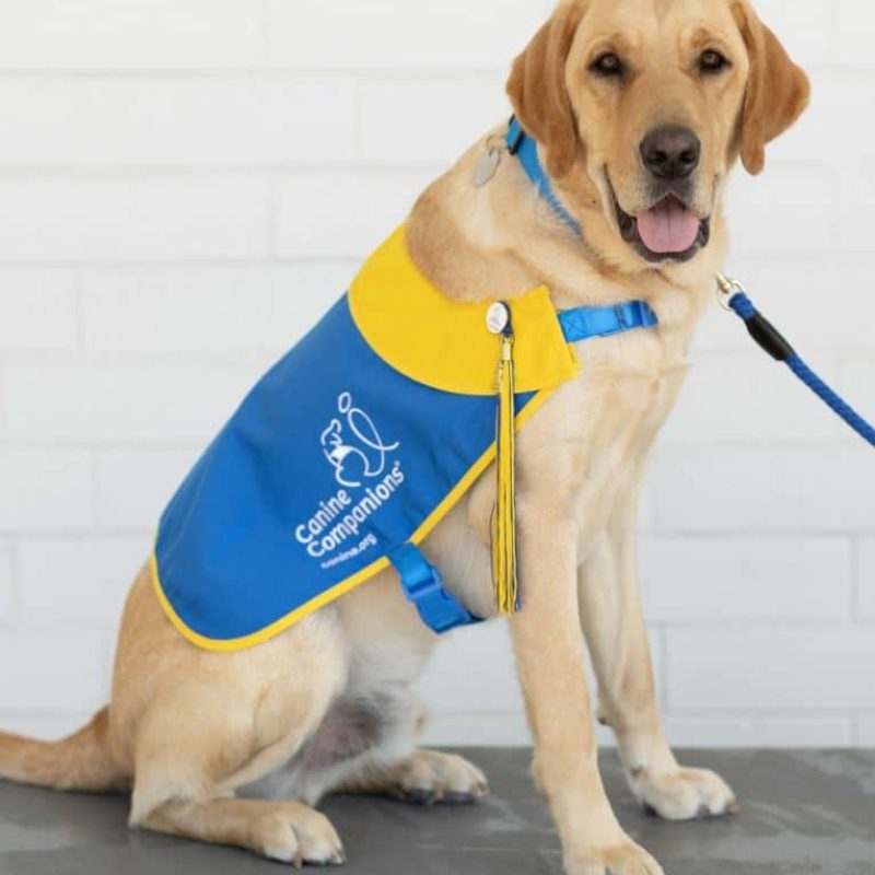 A yellow Labrador retriever wearing a blue and yellow vest with the logo of 'Canine Companions' on it, sitting on a gray surface against a white brick wall.