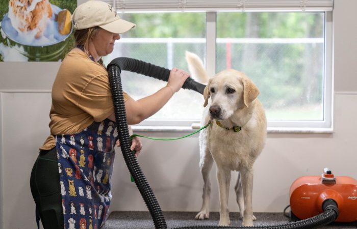 Woman drying a dog after a bath