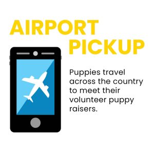 An illustration of a smartphone displaying an airplane icon, accompanied by the text 'AIRPORT PICKUP' in bold yellow letters, and a message about puppies traveling across the country to meet their volunteer puppy raisers.