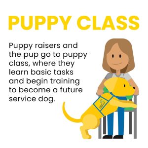 A woman stands beside a yellow service dog puppy wearing a blue harness, as they attend a puppy class. The text 'PUPPY CLASS' is prominently displayed above, and a description explains that puppy raisers and their pups learn basic tasks to prepare for future service work.