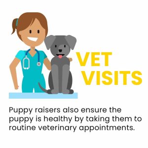 A cartoon illustration of a smiling veterinary nurse in scrubs with a stethoscope, standing next to a gray dog sitting on a table. The text 'VET VISITS' is displayed prominently, along with a description about puppy raisers ensuring the puppy's health with routine veterinary appointments.