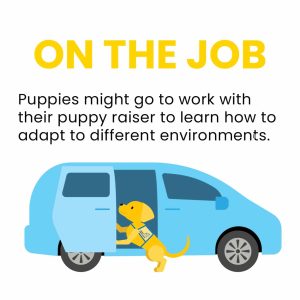 A yellow puppy wearing a training vest steps out of a light blue car, illustrating the concept of puppies learning to adapt to different environments with their raisers, accompanied by the text 'ON THE JOB.'