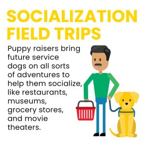 A cartoon illustration featuring a man holding a red shopping basket with a yellow labrador puppy sitting beside him. The text states that puppy raisers take future service dogs on adventures to help them socialize in various public places.