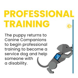 A cartoon illustration of a puppy wearing a vest with a logo, climbing a vertical surface as if preparing for training. The text above reads 'PROFESSIONAL TRAINING' and below it explains the puppy's return to Canine Companions for service dog training.